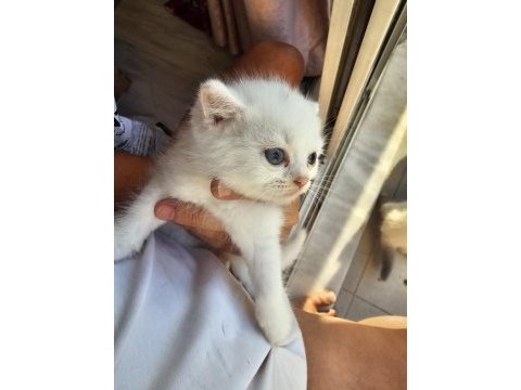 Bebek kediler yeni yuvalarına hazır