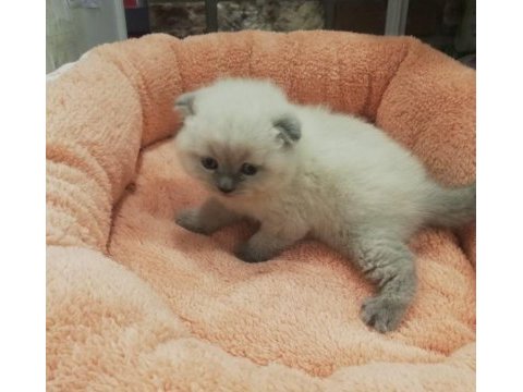 Sevimli blue point scottish fold yavrular