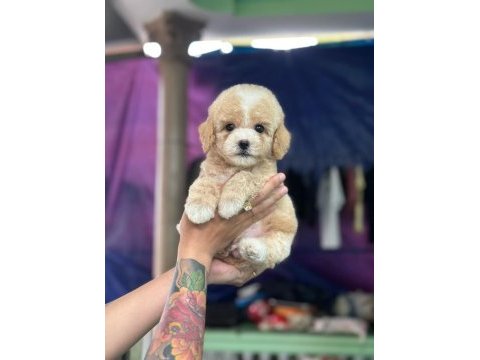 Maltipoo yavrularımız