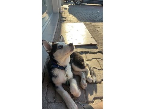 5 aylık aşıları tam husky