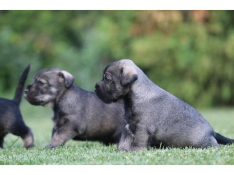 Fcı secereli schnauzer yavruları