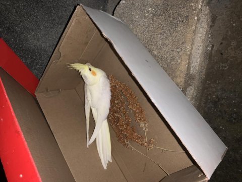 3 aylık sultan papağanı yavruları