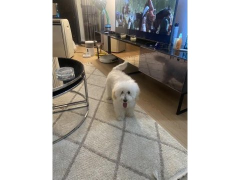 Maltipoo dişi kısır 7 aylık