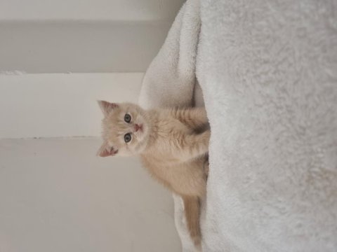 Safkan british shorthair golden renk yavrular