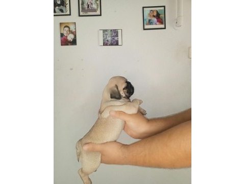 Oyuncu pug bebekler
