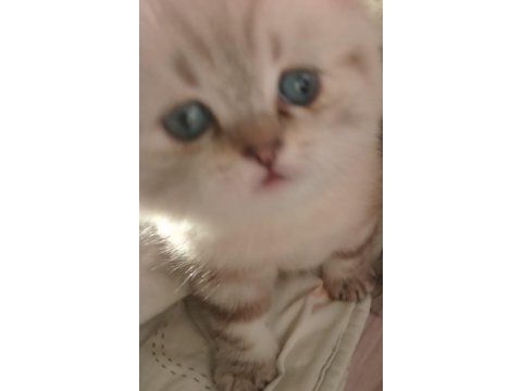 2 aylık british shorthair erkek yavru