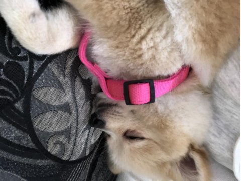 Pomeranian boo