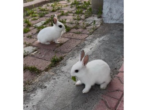 Sevimli tavşan yavruları