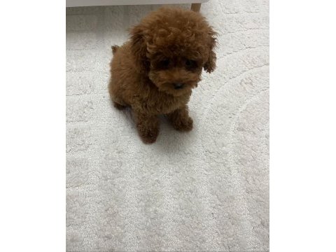Orijinal teacup poodle