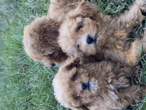 Orjinal tüm renklerde maltıpoo bebekler