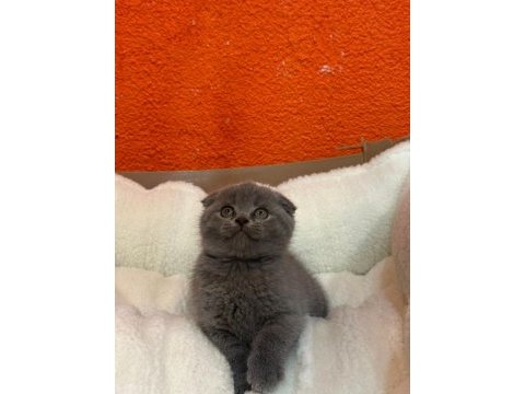 Scottish fold 2 aylık