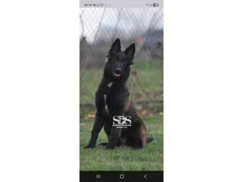 Sevgine zamanına emeğine değecek köpek arayanlara malinois