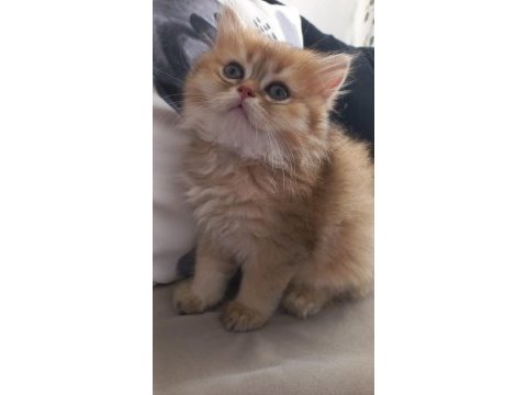 Golden n12 efsane british longhair güzellik