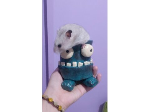 Hamster pilav hanım için sevgi dolu yeni bir yuva arayışı !