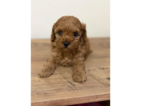 Bir avuç mutluluk toy poodle bebeklerimden