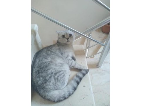 British cinsi aile toplu