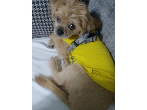 Baba pekinez anne terrier kızımız 4 aylık