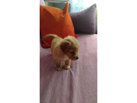 Terrier 1 aylık yavru