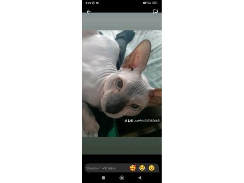 Sfenks oğluma eş arıyorum