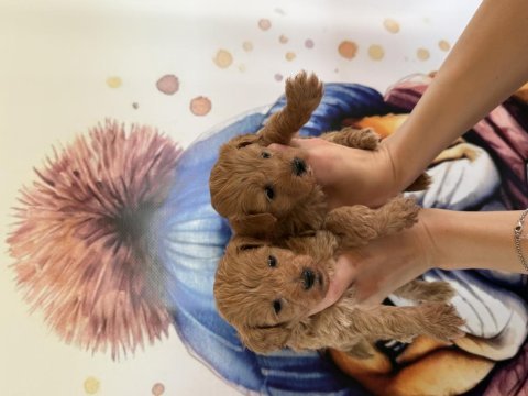 A kalite mini boy maltipoo