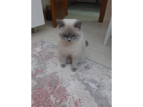 2 yaşında british shorthair kedimiz yuvasını arıyor
