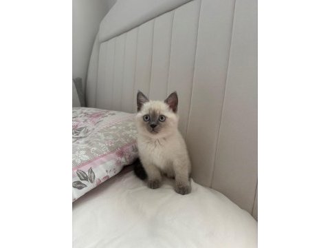 Son british shorthair yavru