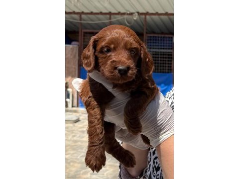 Maltipoo yavrularımız