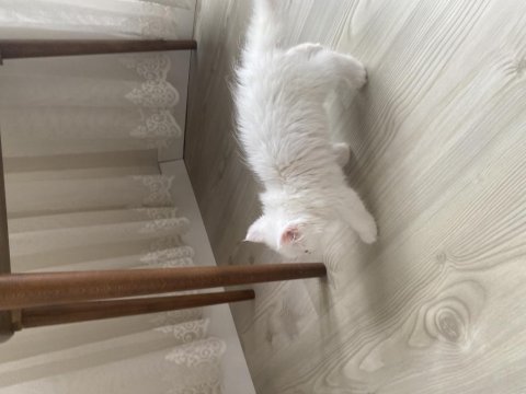 3 aylık british longhair yavrumuz