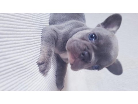 Merle paltinyum lilac blue french bulldog