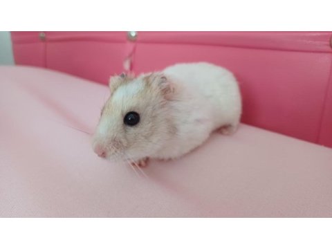 Ücretsiz olarak hamster sahiplendirme