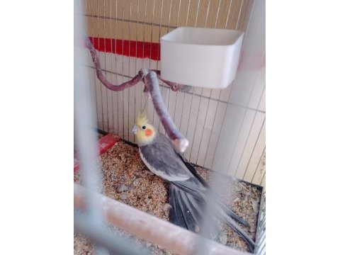 3 adet bir dişi iki erkek sultan papağanı