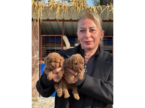Toy poodle sevimli yavrularım
