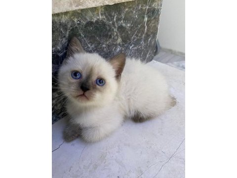 Acil yuva aranıyor güzelliklere