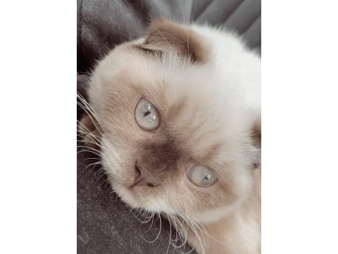 Scottish fold merkür dişi kalıcı yuva arıyoruz