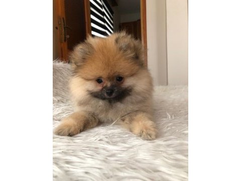 Pofuduk hanım pomeranian