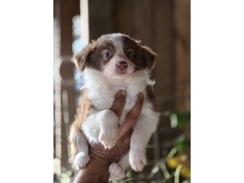 Border collie yavruları