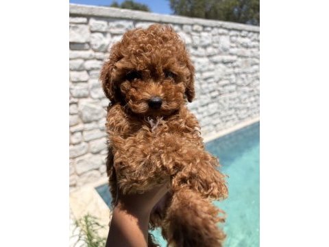 Toy poodle yavrumuz yeni ailesini arıyor