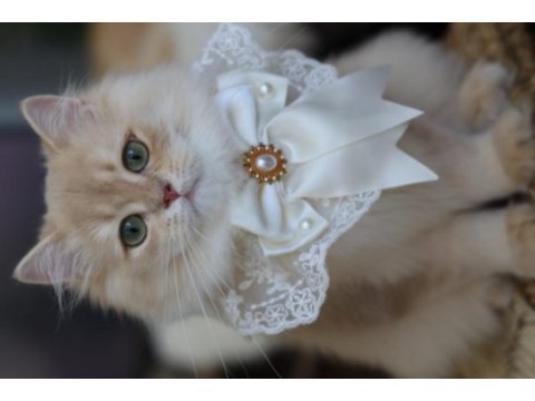 British longhair erkek kedimiz