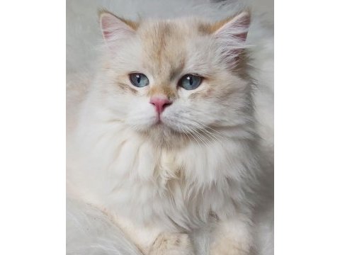 Bursa golden by 11 33 erkek yetişkin british longhair