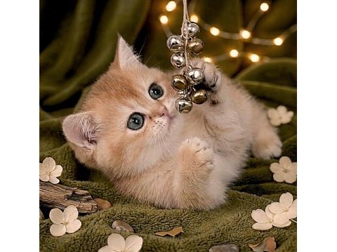 British shorthair golden yavrular