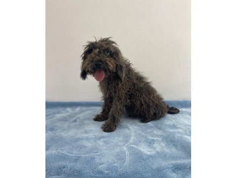 Egzotik güzellik poodle