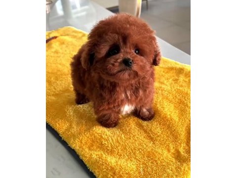 Toy poodle sağlık garantili
