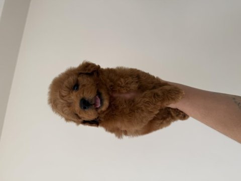 Maltipoo lekesiz 