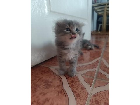 Scottish fold kediler