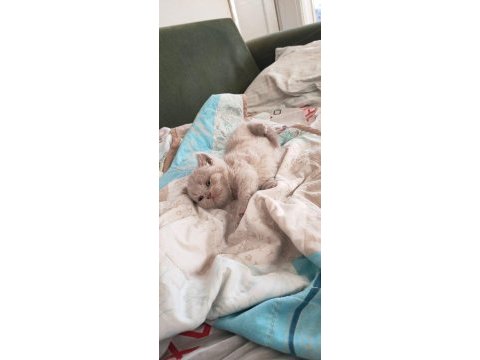 British shorthair minnoşumuz