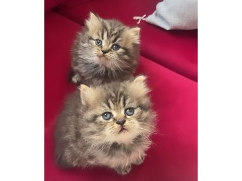 Yeni sütten kesilmiş british longhair
