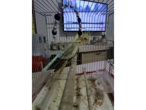 2 tane dişi sultan papağanı