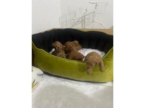 Baba 0 numara anne 01 numara toy poodle