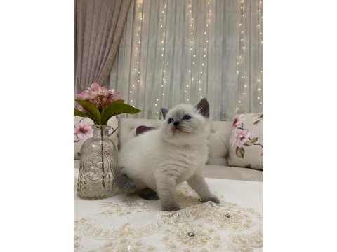 Safkan british yavrular