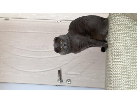 Safkan scottish fold 1.5 yaşında
